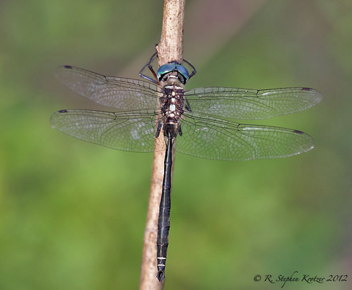 Somatochlora provocans, male